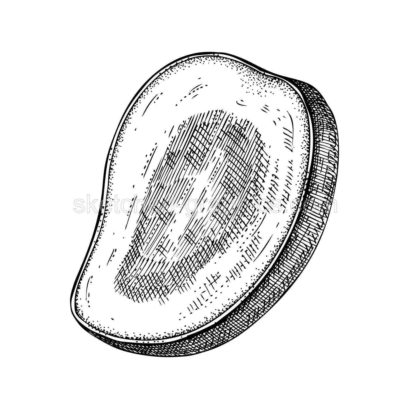 Hand drawn mango sketch. Tropical fruit vector illustration isolated on white background. Half mango in engraved style. Botanical drawing for label, juice packaging design, menu Illustration